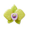 Meta Jelly Yellow Floral Unisex Multi Jibbitz